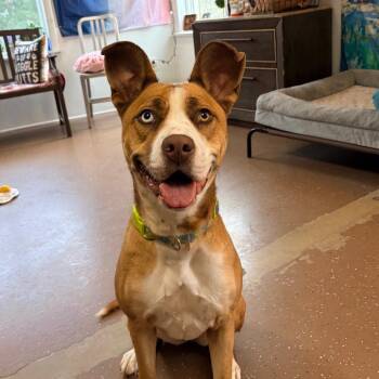 Husky Dogs Available for Adoption in Belleville, Illinois - Foxy (Sponsored Adoption Fee) | PetCurious