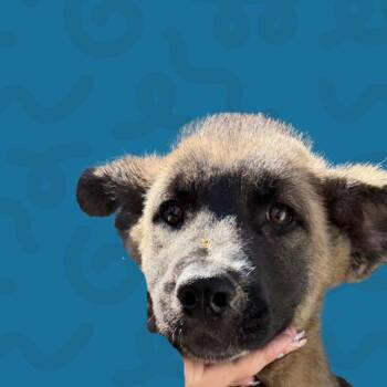 Caterpillar -  Husky and German Shepherd Dog Dog for Adoption in Reno, Nevada - Caterpillar | PetCurious