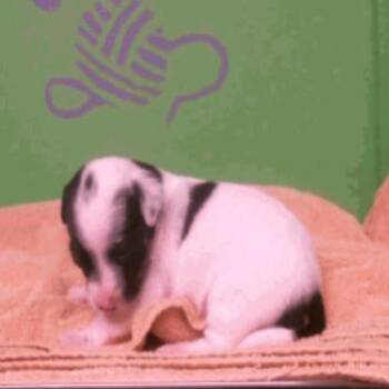 Chihuahua Dogs Available for Adoption - Chandler | PetCurious