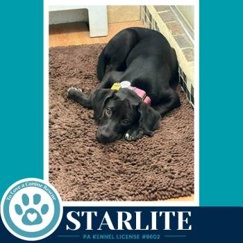 Starlite (Sweetie
