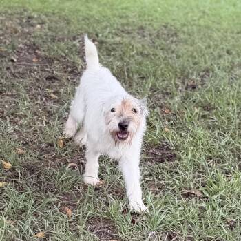 Dirt Dauber -  Parson Russell Terrier and Schnauzer Dog for Adoption in Carencro, Louisiana - Dirt Dauber | PetCurious