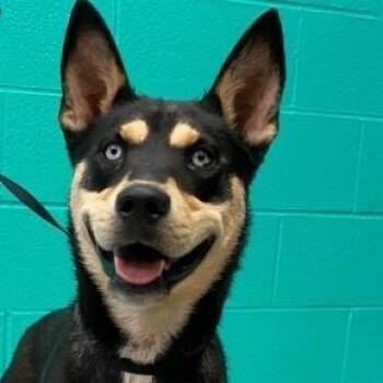 Rescue Shepherd and Husky Dogs for Adoption in Denison, Texas - Mamie | PetCurious