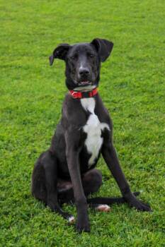 Shepherd Dogs Available for Adoption - Cooper 51186 | PetCurious