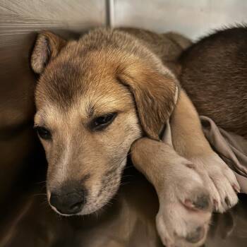 Tamara -  Mixed Breed Dog for Adoption in Chattanooga, Tennessee - Tamara | PetCurious