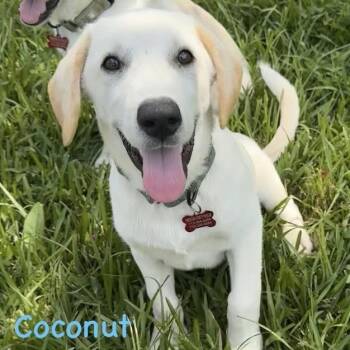 Coconut, Butters, Scotch the Cutest Boys/Lab pups Loving, Snuggl -  Labrador Retriever Dog for Adoption in Houston, Texas - Coconut, Butters, Scotch The Cutest Boys/Lab Pups Loving, Snuggl | PetCurious