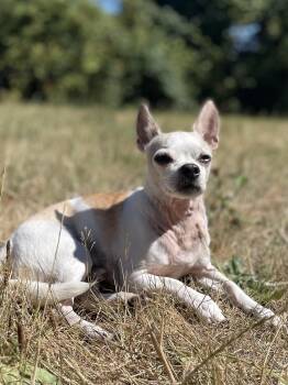 Rescue Chihuahua Dogs for Adoption in Silvana, Washington - Beans | PetCurious