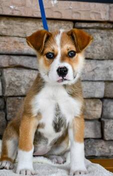German Shepherd Dog and Cattle Dog Dogs Available for Adoption in Yakima, Washington - Lizzie | PetCurious