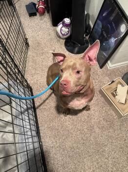 Spike -  Pit Bull Terrier Dog for Adoption in Colorado Springs, Colorado - Spike | PetCurious