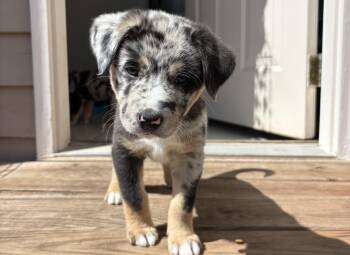 Catahoula Leopard Dog and Terrier Dogs Available for Adoption in Aurora, Illinois - Pat | PetCurious