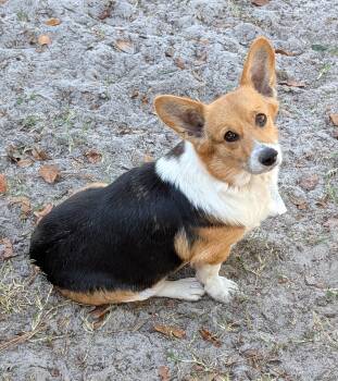 Corgi Dogs Available for Adoption - Gwen | PetCurious