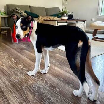 Lacie -  Collie and Mixed Breed Dog for Adoption in Alma, Wisconsin - Lacie | PetCurious
