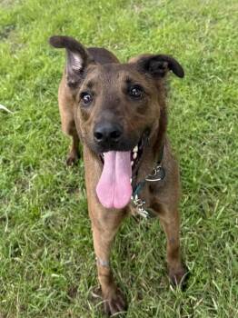 Bailey -  Belgian Shepherd Malinois Dog for Adoption in Mount Pleasant, South Carolina - Bailey | PetCurious