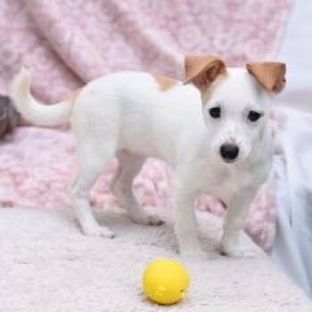 Chihuahua and Dachshund Dogs Available for Adoption - Kinsley | PetCurious