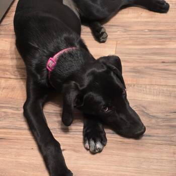 Dolly -  Black Labrador Retriever Dog for Adoption in Idaho Falls, Idaho - Dolly | PetCurious