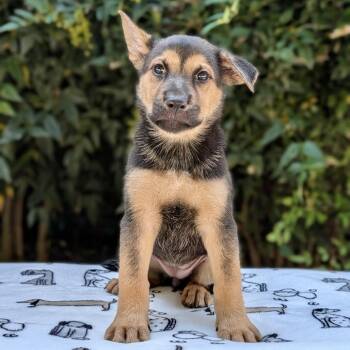 Hildy 09-1711 -  German Shepherd Dog Dog for Adoption in Tyrone, Georgia - Hildy 09-1711 | PetCurious