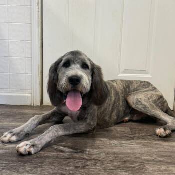 Tank -  Mixed Breed Dog for Adoption in Hopkinton, Massachusetts - Tank | PetCurious