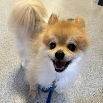 Buddy -  Pomeranian Dog for Adoption in Naperville, Illinois - Buddy | PetCurious