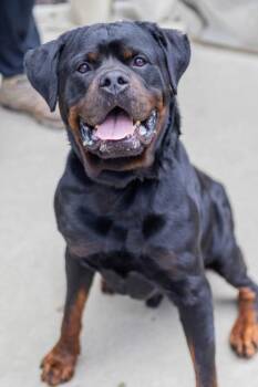 Hades -  Mixed Breed Dog for Adoption in Chamblee, Georgia - Hades | PetCurious