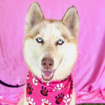 Rescue Siberian Husky Dogs for Adoption in Rowland Heights, California - ARI | PetCurious