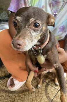 Topaz -  Chihuahua and Miniature Pinscher Dog for Adoption in Memphis, Tennessee - Topaz | PetCurious