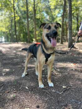 Mork -  German Shepherd Dog Dog for Adoption in Greeneville, Tennessee - Mork | PetCurious