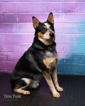 Rescue Australian Cattle Dog Blue Heeler Dogs for Adoption in Salt Lake City, Utah - Nico | PetCurious