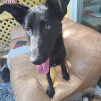 German Shepherd Dog Dogs Available for Adoption in Lafayette, California - Sienna  | PetCurious