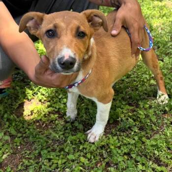 Shay -  Australian Shepherd and Mixed Breed Dog for Adoption in Kerrville, Texas - Shay | PetCurious