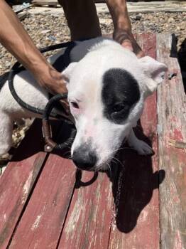 SADIE -  Pit Bull Terrier and Mixed Breed Dog for Adoption in Corpus Christi, Texas - SADIE | PetCurious