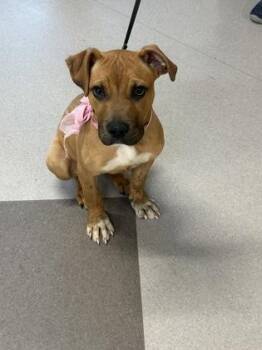 Pit Bull Terrier and Mixed Breed Dogs Available for Adoption in South Bend, Indiana - Goldy | PetCurious