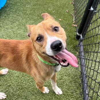 Ollie -  Mixed Breed Dog Available for Adoption in Winston-salem, North Carolina - Ollie | PetCurious