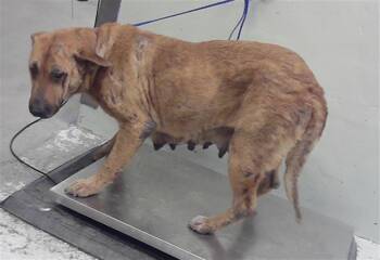 Siberian Husky Dogs Available for Adoption - A2059723 | PetCurious