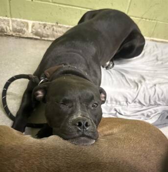 Pit Bull Terrier Dogs Available for Adoption in Indianapolis, Indiana - CANDY | PetCurious
