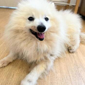 Twix 14586 -  Pomeranian Dog for Adoption in San Francisco, California - Twix 14586 | PetCurious