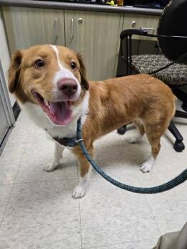 Nova Scotia Duck Tolling Retriever Dogs Available for Adoption in Plano, Texas - Miss Kay A217563 | PetCurious