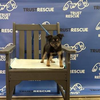 MAVIN -  Border Collie Dog for Adoption in Waterford, New Jersey - MAVIN | PetCurious