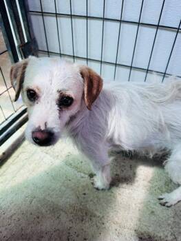 Terrier and Jack Russell Terrier Dogs Available for Adoption in New York, New York - Marty | PetCurious