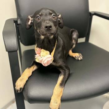 Jenny -  Shepherd and Mixed Breed Dog for Adoption in Concord, North Carolina - Jenny | PetCurious
