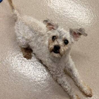 Sally -  Mixed Breed Dog for Adoption in Houston, Texas - Sally | PetCurious