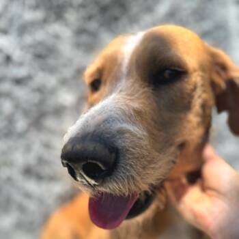 Rescue Wheaten Terrier and Labrador Retriever Dogs for Adoption in San Diego, California - Scott | PetCurious