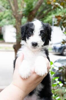 Ladybug -  Aussiedoodle and Goldendoodle Dog for Adoption in Franklin, Tennessee - Ladybug | PetCurious