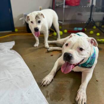 King -  English Bulldog Dog for Adoption in Freeport, Florida - King | PetCurious