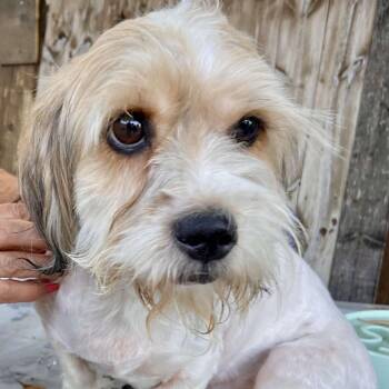 Mixed Breed Dogs Available for Adoption in Wichita, Kansas - Beethoven | PetCurious