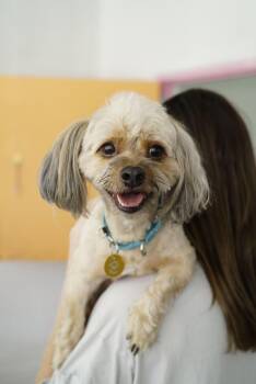 Snorkel -  Maltese Dog for Adoption in Pasadena, California - Snorkel | PetCurious