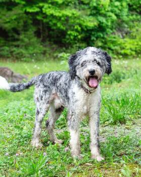 Oreo -  Aussiedoodle Dog for Adoption in Sunbright, Tennessee - Oreo | PetCurious