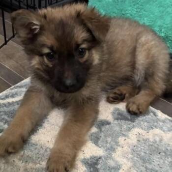 Patti -  Shepherd Dog for Adoption in Briarcliff Manor, New York - Patti | PetCurious