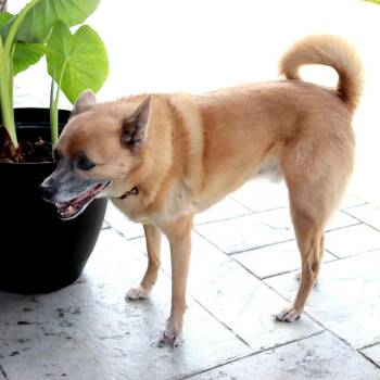 Swiper -  Shiba Inu and Mixed Breed Dog for Adoption in Festus, Missouri - Swiper | PetCurious