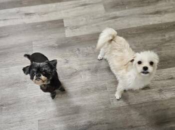 Mr Stu -  Maltipoo and Havanese Dog for Adoption in Manhattan Beach, California - Mr Stu | PetCurious