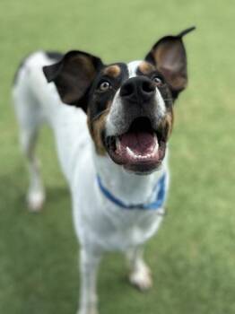 Jeb -  Mixed Breed Dog for Adoption in Kansas City, Missouri - Jeb | PetCurious