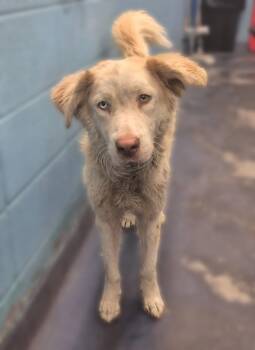 Rescue Husky and Mixed Breed Dogs for Adoption in Houston, Texas - A2040082 | PetCurious